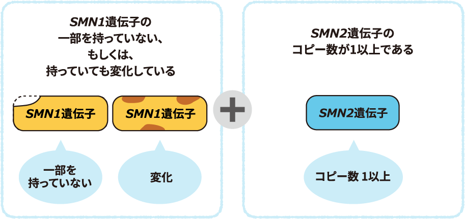 SMN1遺伝子の一部を持っていない、もしくは、持っていても変化しているイメージ図。SMN2遺伝子のコピー数が1以上であるイメージ図。