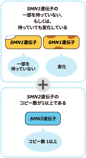 SMN1遺伝子の一部を持っていない、もしくは、持っていても変化しているイメージ図。SMN2遺伝子のコピー数が1以上であるイメージ図。